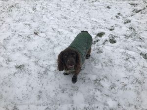 Chester in the snow