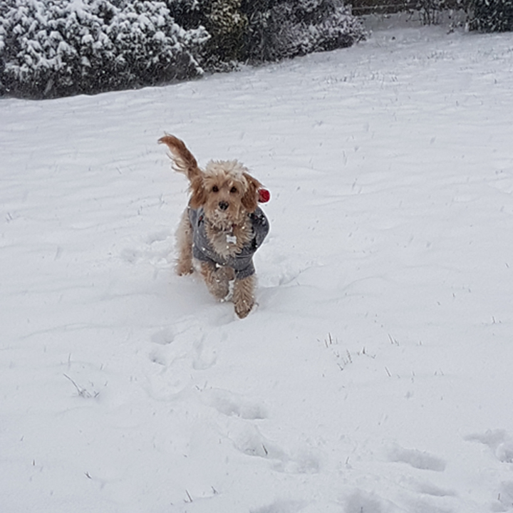 Luna in the snow