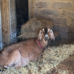 Hay Appeal PR Support for Somerset Charity 