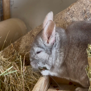 Hay Appeal Ferne Animal Sanctuary PR Support by ADPR