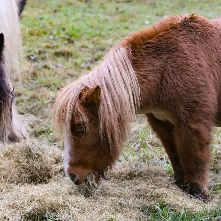 Ferne Hay Appeal - Somerset PR Specialist Support