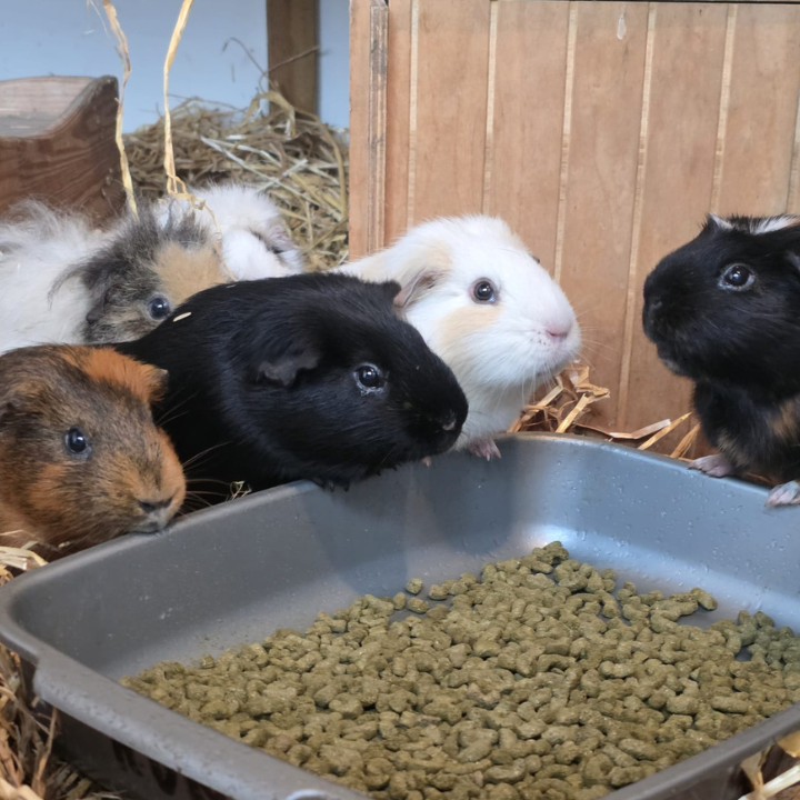 Somerset PR Agency for Ferne Animal Sanctuary Feed Room Appeal